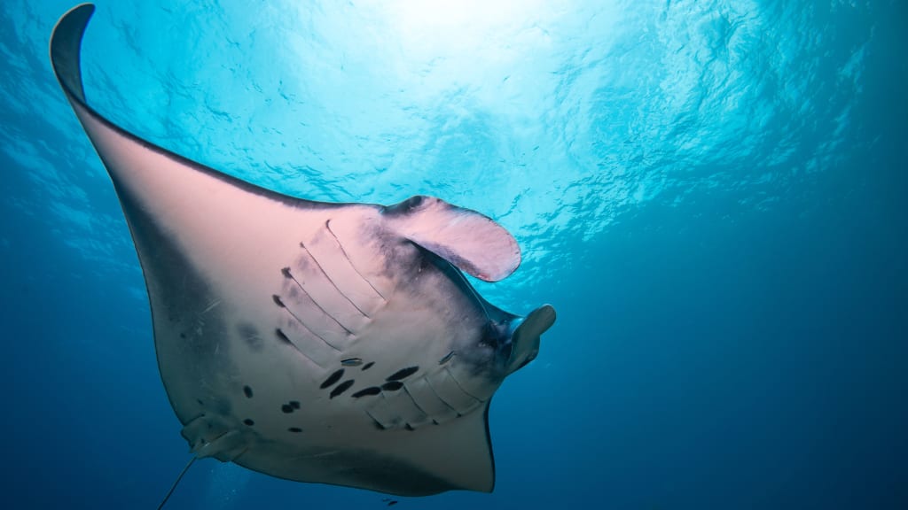 Open Water Diver Course Learn and Stay Package